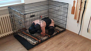 Blindfolded Caged Sissy Slave - Locked Away While Mistress Enjoys Her Lover