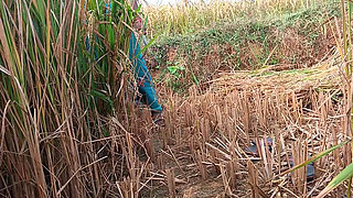 When the husband went on tour, the stepbrother&#039;s wife went to the field to cut paddy and Jeth ji picked up the saree from b
