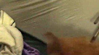 Amateur Interracial Camping Threesome