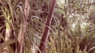 Sexy beautiful ass brunette babe outdoor solo