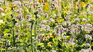 Hot Blonde Babe in Black Nylons Masturbates Solo