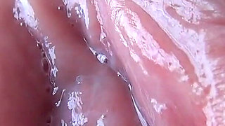 Close-up of a Plump Pussy