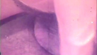 The Gozona Pig Gets Milk