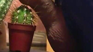 Humiliated and pressed cock into the cactus