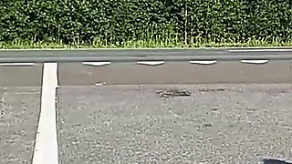 They Tease Drivers on the Highway