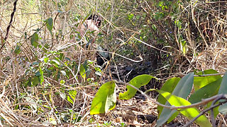 I Fucked My Old Girlfriend in the Forest