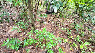 Thai Girls Walking and Talking and Picking Mushrooms in the Forest, Secretly Showing in the Deep Forest Clear Thai Voice