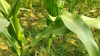 Hot Young Bhabhi Fucked Outdoor by Devar in HD Desi Video