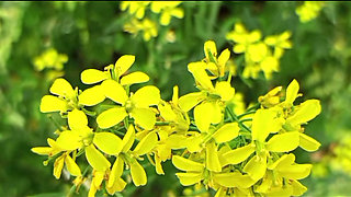 Hot Desi Boudi Homemade   Hardcore Bangla Boudi Devar Sex With Loud Moans And Cumshot