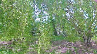 Super Risky Nude Walk